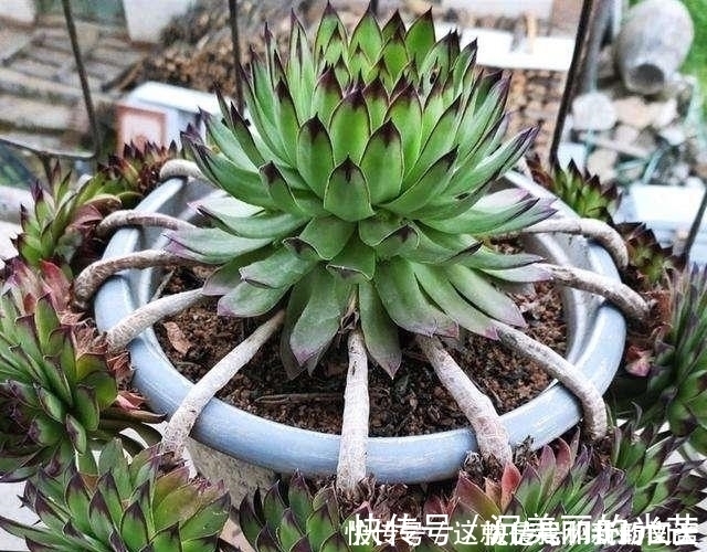 观音莲|多肉观音莲，最爱“吃大饼”，一摊一大张，一个夏天都犯愁