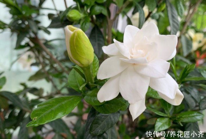 栀子花想要叶绿花多，不仅要会养，还要会剪