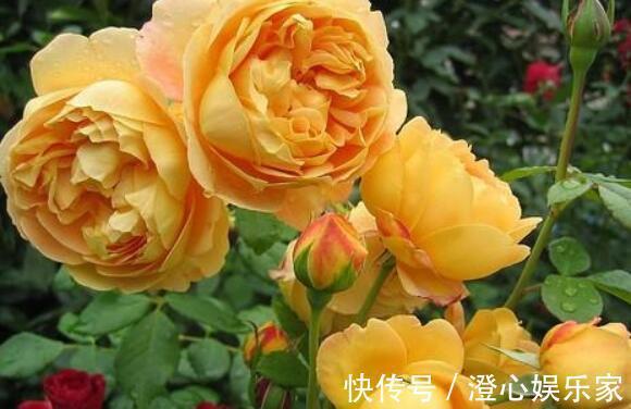 桂花香|家里养盆“黄金花”开花金灿灿,比桂花香,比玫瑰美,养上超值