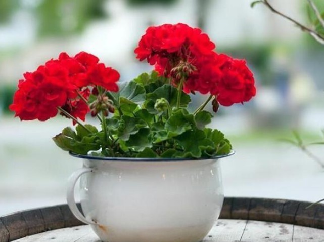 怎么养护盆栽天竺葵,学会4个小方法,一年四季都赏花,轻松爆盆