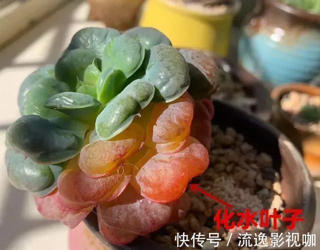 浇水|多肉难度夏,叶子皱巴巴“就浇水”小心烂根水化“找上门”!