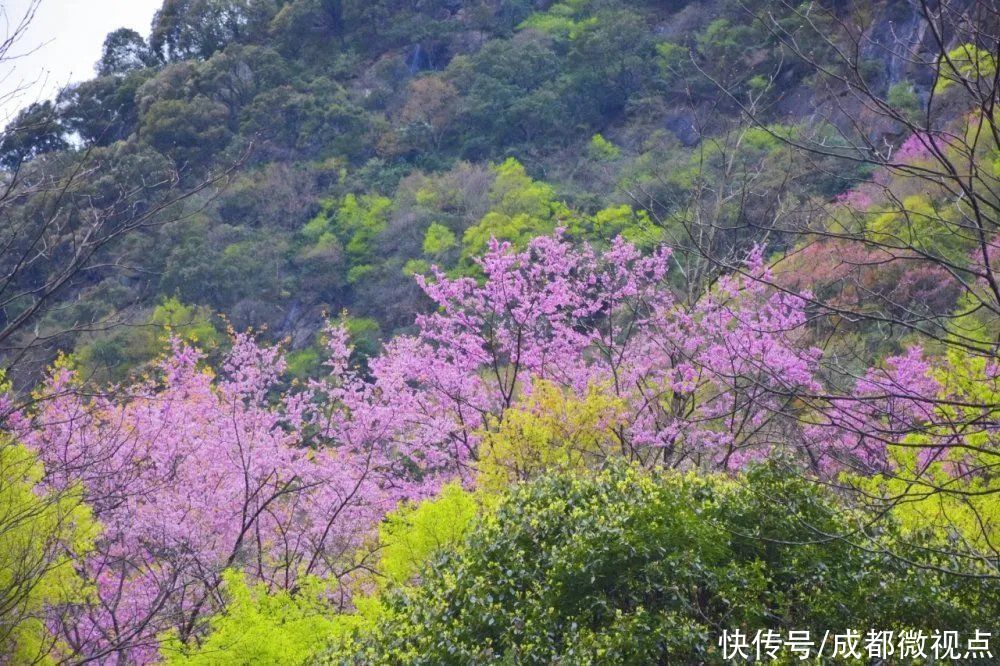 紫色花海迷人眼，赏花攻略已送达，只待君来