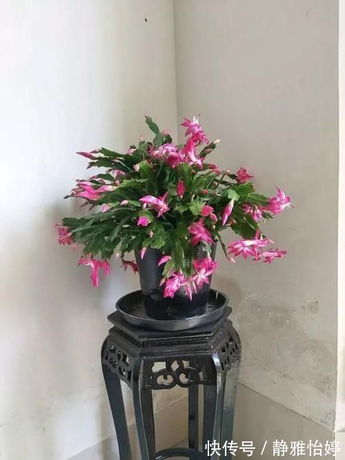 三角梅|6种花就怕浇水多,水一多就不开花,少浇水反而开得旺!