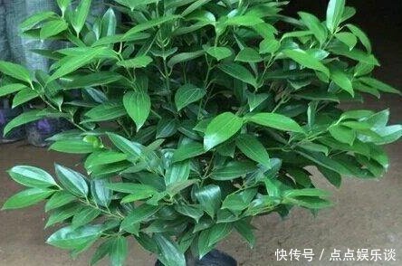 几种最讨厌“喝水”的绿植,不浇水反而长得旺盛,浇水可能就烂根