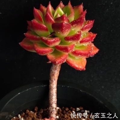 景天科多肉常见入手问题,也许您可能会遇到,来看看是些什么吧