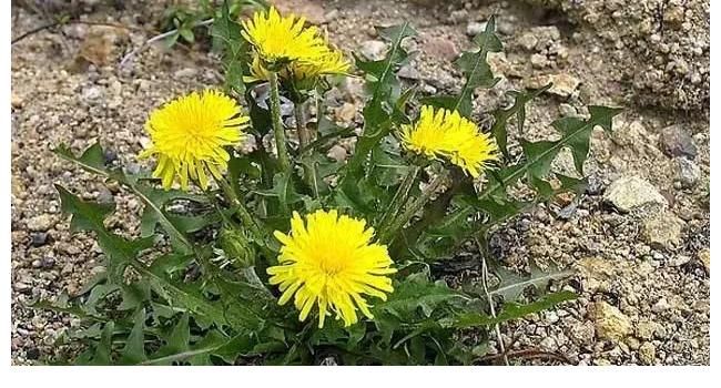 甲状腺|香菜真的能恶化甲状腺结节？听医生解释，常喝一草根水，结节消散