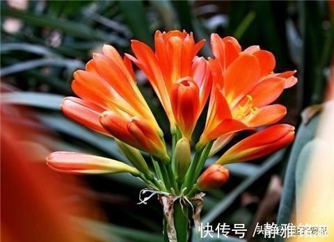 废油|最厉害的养花营养液给君子兰喂一勺,四季油绿,秋凉早开花