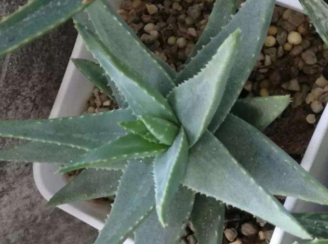 芦荟黄叶还烂根,大多浇水没浇对,四季这样浇水,反而长得更好