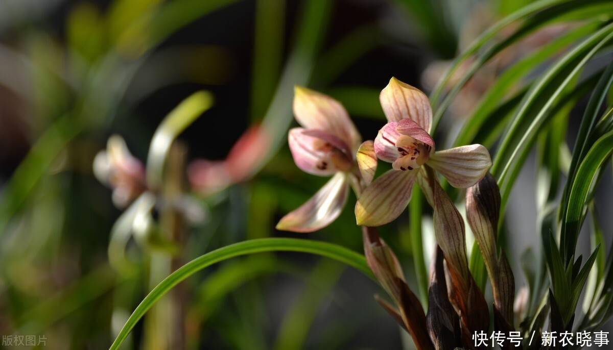 以前被嫌弃的土花,现在变成盆栽中的“香饽饽”,只因好养花量大