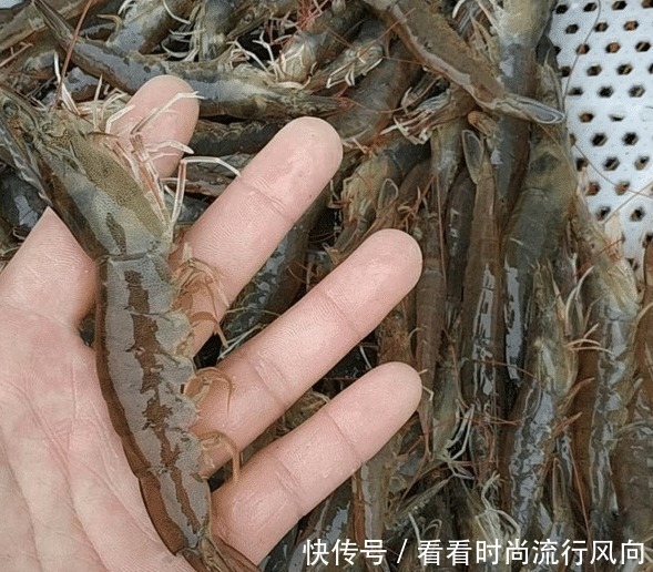 买虾时,遇到这3种,白送也别买,没营养!为了健康,不能贪便宜
