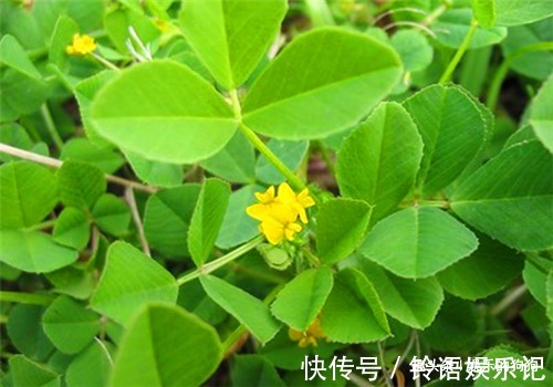 增强体质|女性想要身体好，常吃的食物，排出毒素，滋阴降火，增强体质