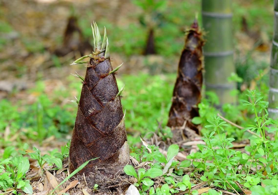 烹饪方法|买笋时,“矮胖”的好还是“细长”的好?别傻傻不懂,花冤枉钱