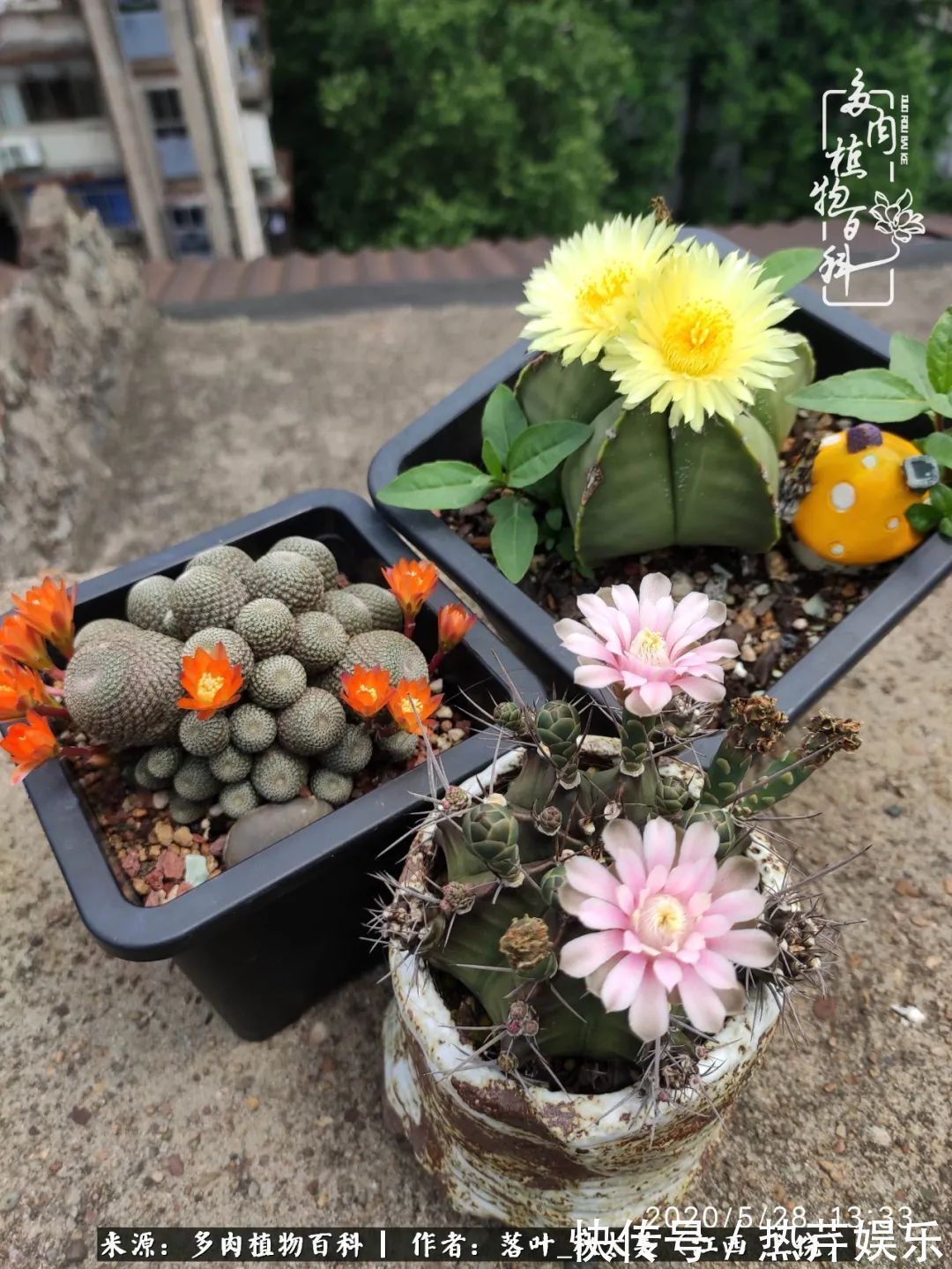 红太阳|养多肉秋天景天坑，夏天球球坑，人生百味都想尝！