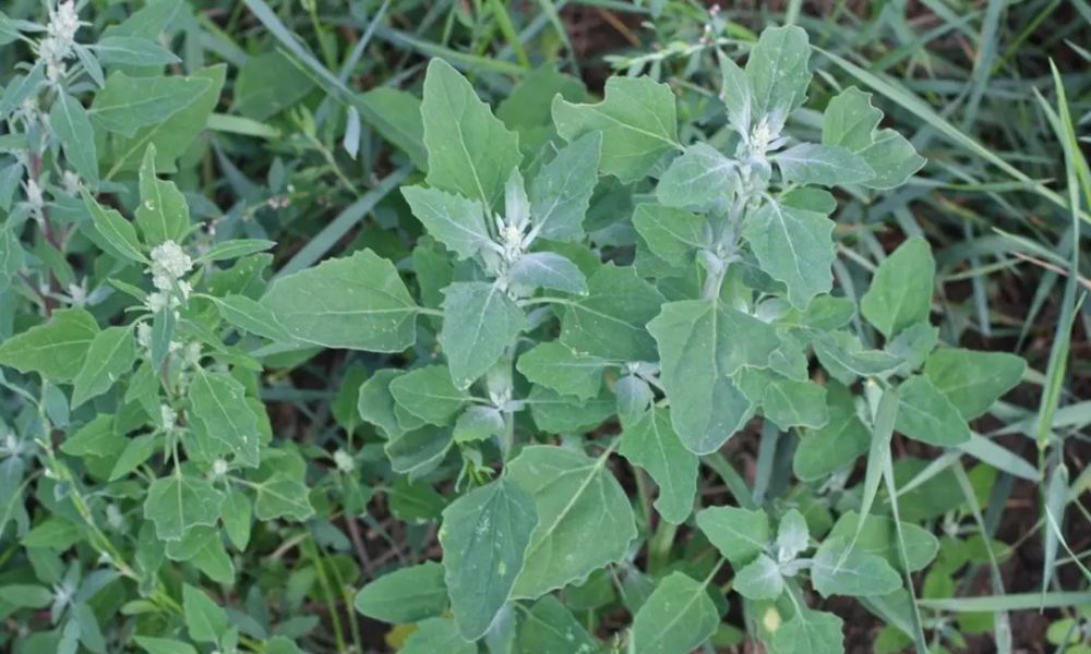 生活质量|农村一种野草,如今城里人吃不到,还有药用价值,饭店标价60元