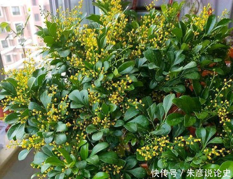 4种花养家里，仙气十足，颜色多样，随便一养成花海