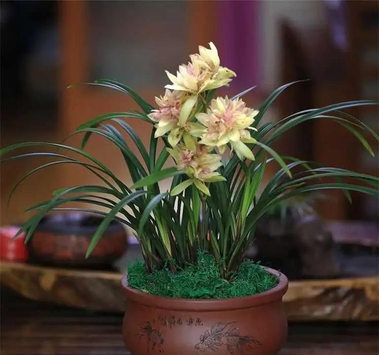 养兰花不能乱浇水,不然烂根又落花,越养越糟心