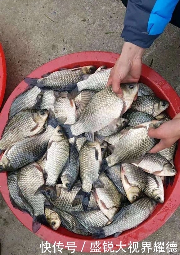 蚯蚓挂法优劣对比,根据鱼情做最优选择,渔获显著提升