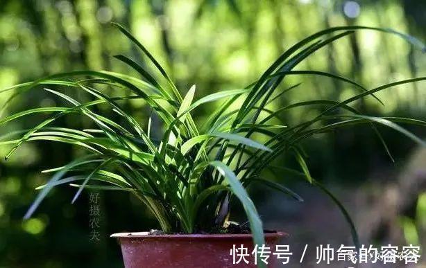 兰花叶片一直养不绿尿素怎么用,才能让兰叶变浓绿