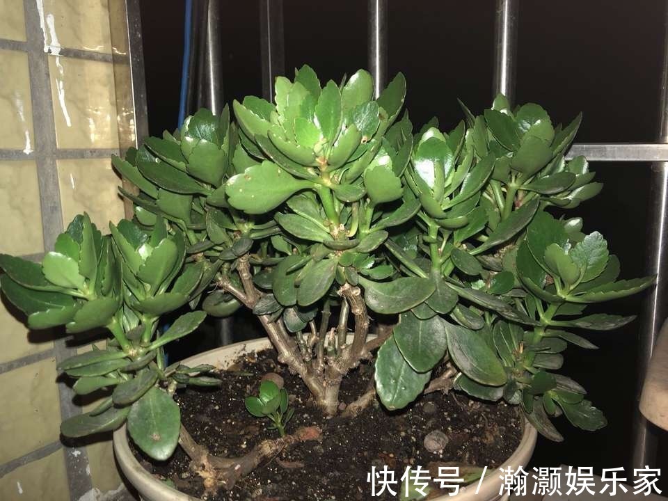 爆盆|让长寿花、天竺葵花朵开爆盆记住1个“时间表”,跟着学就行了