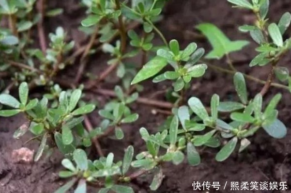 马齿苋|救命的马齿苋,大多人都知道吃不知道作用,今天一次性告诉你!