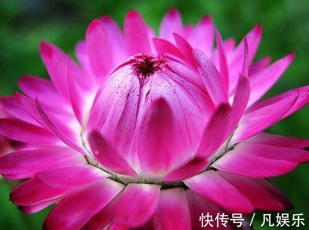 最美的“3种”菊花,个个绚丽多姿,高贵优雅,开花爆盆成花海!