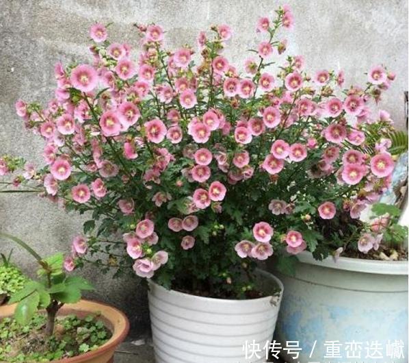 阳台上|比香水还要香的6种花,栽在阳台上,满屋子都飘香,美极了!