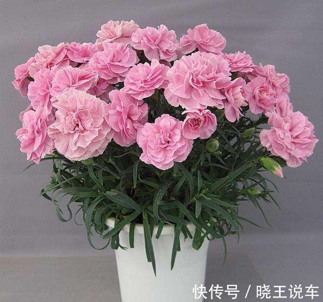 光照|这样做,你家的花也能开成大花球