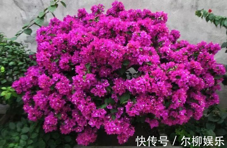 光合作用|7种花如果不生长,米醋每月浇一“壶”,恢复生长,叶子绿油油