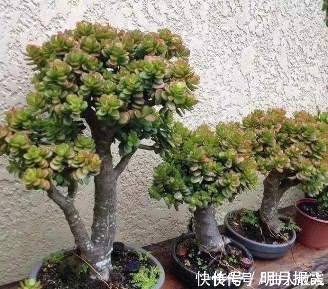 此4种花卉,小苗的时候“不值钱”,多养今年“太值钱”,高价格!