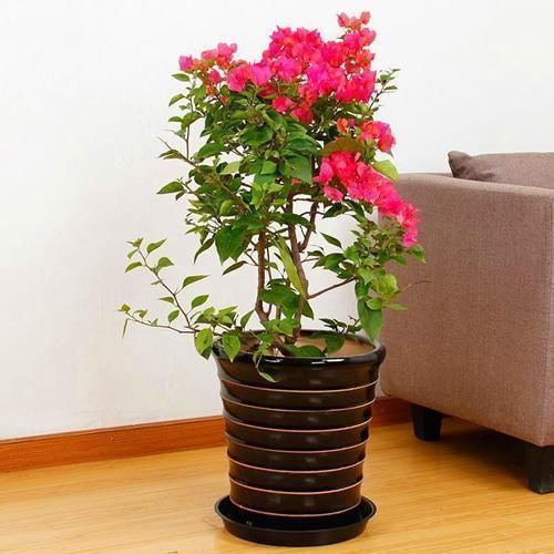 机器|这3种花就是开花机器,一到夏天就摘心,满树花苞太美了