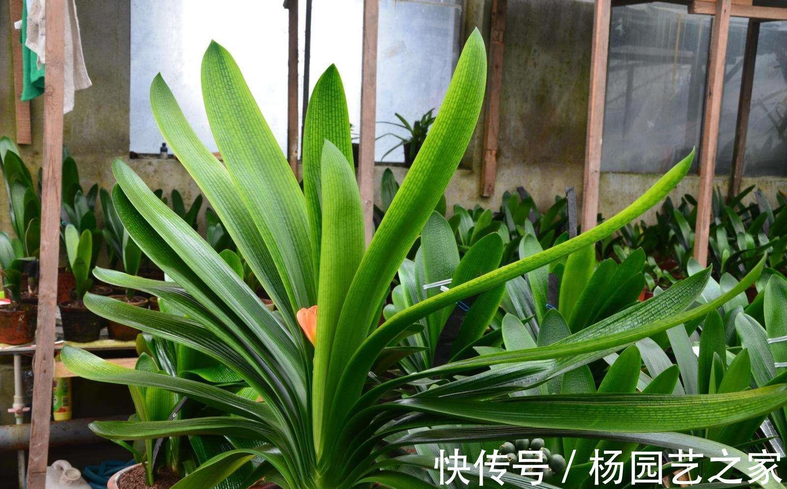 君子兰养护很简单,把握好3个环节,能像打鸡血一样,疯狂爆盆