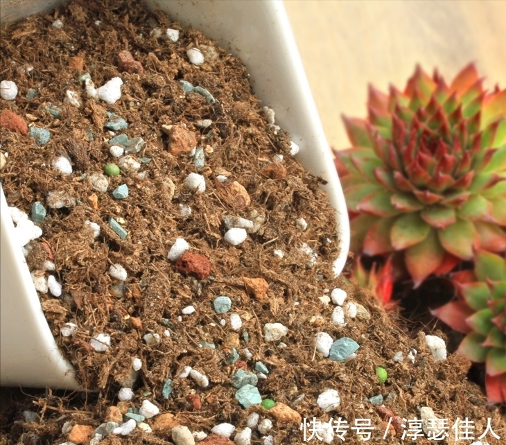 养花真不难,配土很关键,掌握3大“配土法”,养一盆旺一盆