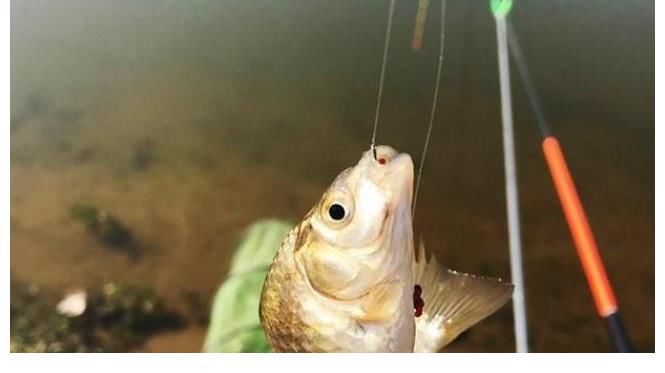 套路|水一流，你就收竿不钓，30年老钓手用这套路，上鱼又快又狠