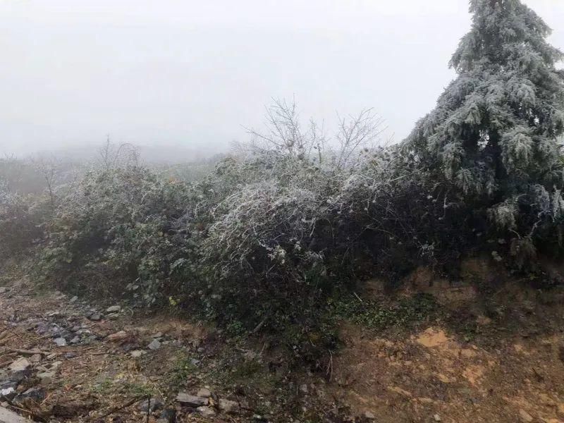 到底|下雪了！多图解锁海拔1500米的石柱七曜山雪景到底有多美？