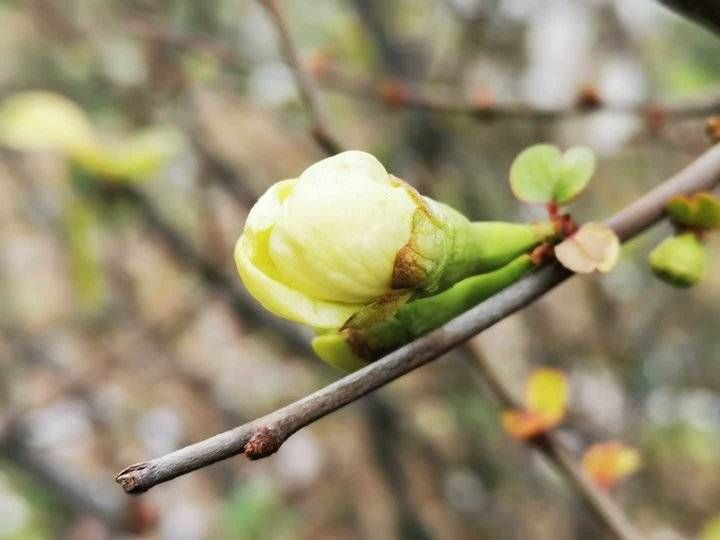 贴梗海棠|春来早～尚未进入腊月，春天的故事便提前泄露