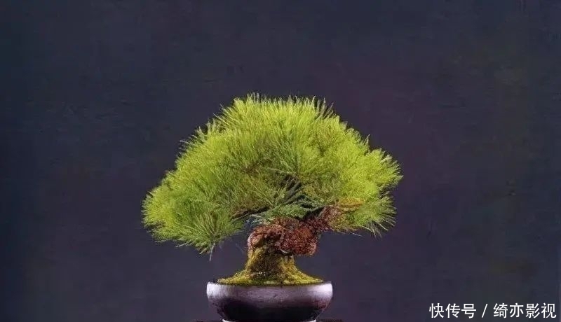 台长|五针松造型以吊扎为主,结合修剪,以求“回旋盘曲”!