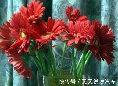 农历十一月大雪过后，养什么花？家里养3种花，年年如意时时幸福