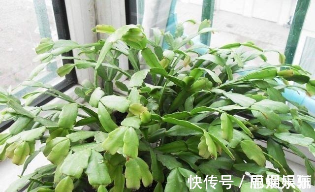 透水|蟹爪兰浇水的“小技巧”,一学就会,叶片杠杠厚,花苞压弯枝