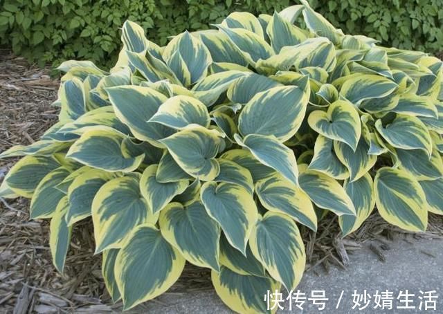 家里花草容易“干尖”4个原因要知道，用3个方法能预防