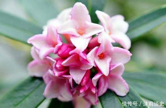 4种花美翻天,全年开花色彩斑斓,入手不亏