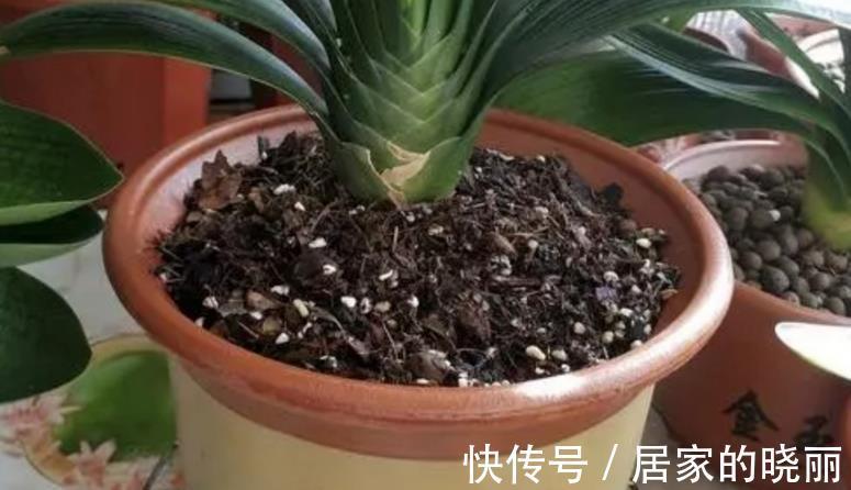 花友们|养花旧土别扔，消菌处理可再用，省钱、有趣又好使