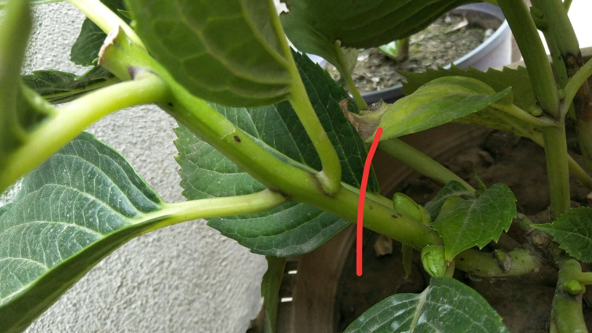 无尽夏|绣球花只会长叶不开花居然和修剪位置有关,剪对位置开花爆盆