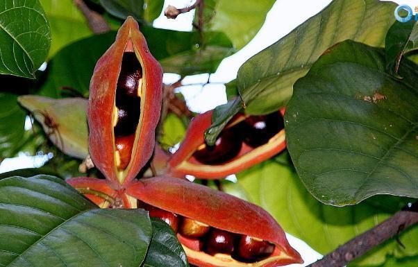 花生|它是长在树上的“花生”，农民们视为珍贵野果，很多人见过没吃过