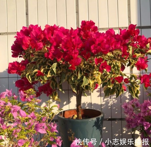 5种晒不死的花,一年四季都开花,不养它们别说你喜欢养花