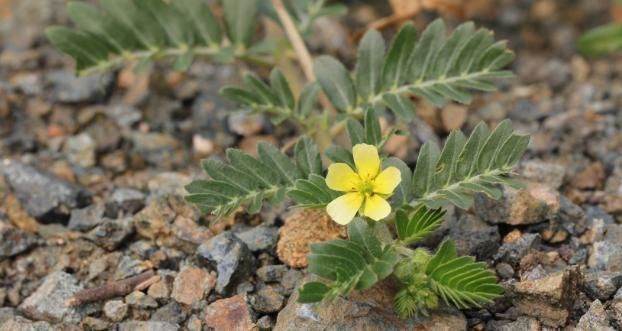 中年|此种植物叫“蒺藜”,浑身长满刺,农民当成杂草,殊不知药用价值