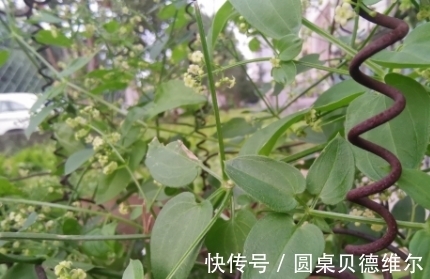 根茎|它根茎上长满了倒刺,花小而多似满天繁星,请重视