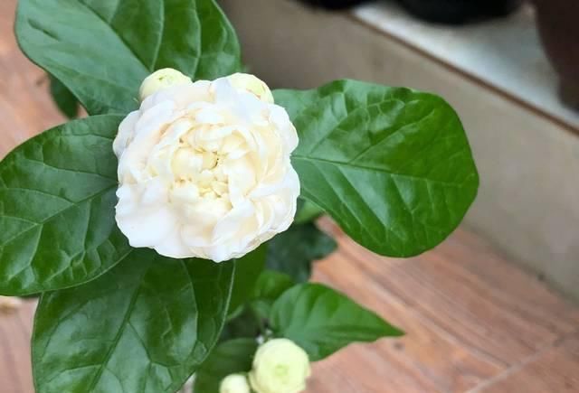 盆土|茉莉花养护的四个关键点,修剪施肥有妙招,枝繁叶茂开花爆盆