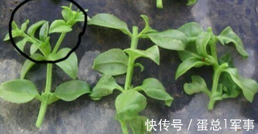成活率|八九月份，适合扦插“7种花”，成活率高