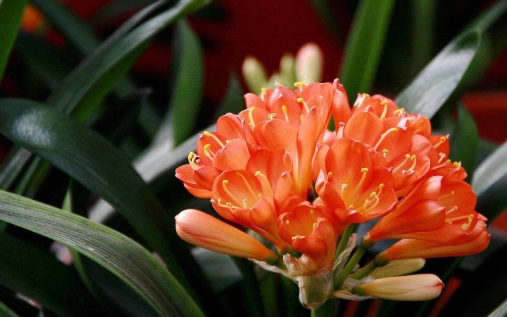 土壤|君子兰土壤换成它,年年花开满盆,叶子绿油油!