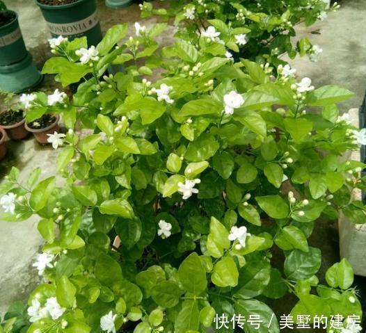 诀窍|茉莉花养护“小诀窍”，小苗变大树，枝叶繁茂开花多，就差这几步